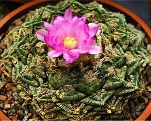 岩牡丹