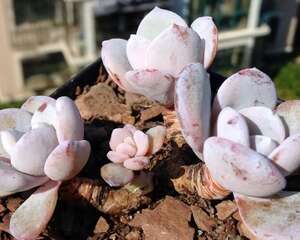 得道成仙的多肉植物雪莲，我只看到白花花的银子