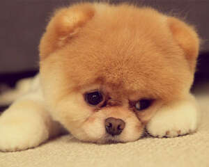 纯种博美有哪些颜色