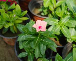长春花的花期