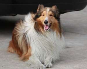 养狗家庭如何做好除臭工作