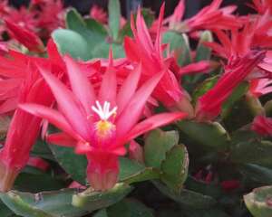 假昙花的四季养护