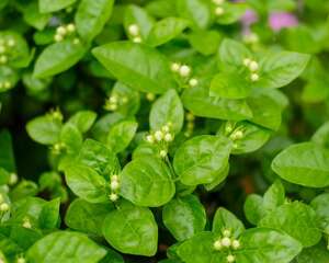 茉莉花几月开，茉莉花一年开几次