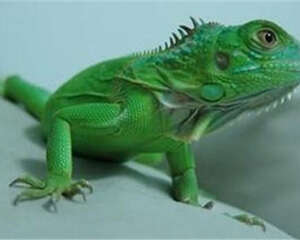 如何驯养绿鬣蜥？