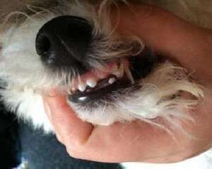 狗狗会换牙吗？狗狗换牙时间