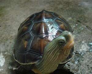 如何挑选场地建造养龟场？