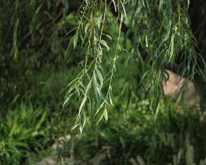 柳树的花语和传说