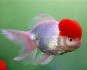 三种检测观赏鱼水质的方法