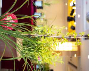 兰花夏天多久浇一次水