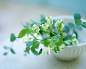 温水浇花的好处