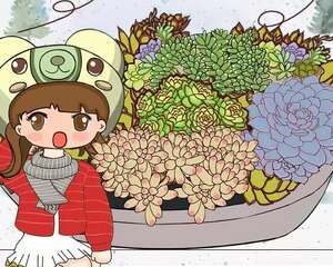 最抗冻的多肉，-7℃照样疯长，丢石头缝都能活！