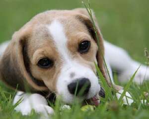 正确给比格犬补钙