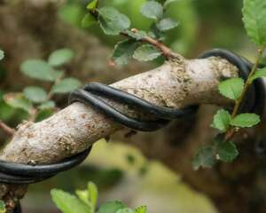 榆树的生根方法