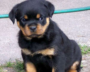 狂犬疫苗副作用