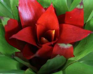 鸿运当头花烂了怎么办