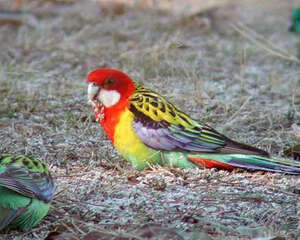 东玫瑰鹦鹉的外形特点