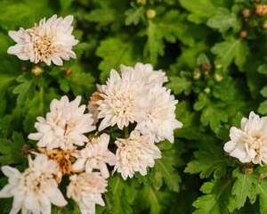 菊花花期需要施肥吗