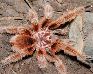 红玫瑰蜘蛛的生活环境