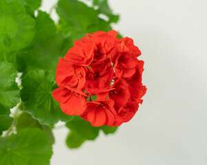 天竺葵怎么扦插好活，几月份扦插最好