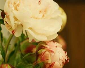 芍药苗多少钱，怎么种植