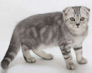 折耳猫饲养过程中可能碰到的三个问题