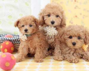 贵宾犬毛发稀疏怎么办？