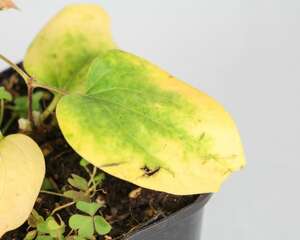 铁线莲枯萎了怎么办