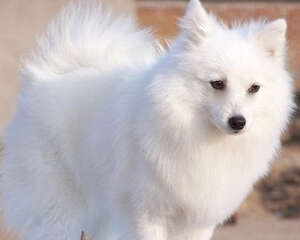 日本尖嘴犬的选购