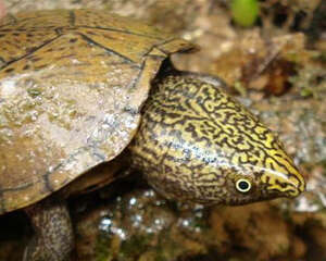 如何治疗龟的口角炎