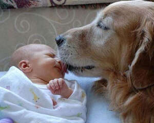 准妈妈和宠物相处要点