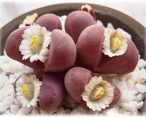 生石花的介绍与养护要点