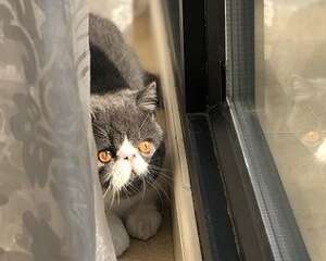 天气炎热怎么帮加菲猫降温?