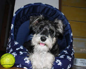 让雪纳瑞胡子变白的方法