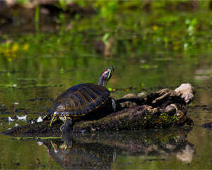 你绝对想不到的龟类之最