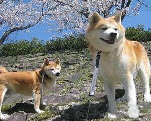 秋田犬好养吗？秋田犬饲养方法介绍