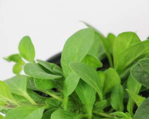 矮牵牛的病虫害防治大全