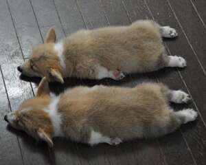 柯基犬好养吗？养柯基犬注意事项