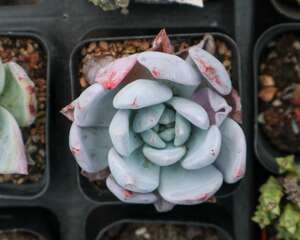 多肉植物繁殖方法