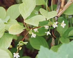 植物“探秘”(图)