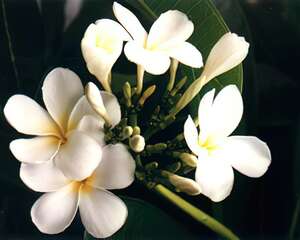 鸡蛋花的特征和栽培管理（图）