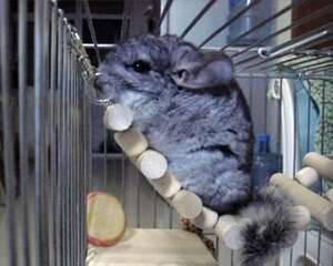 健康龙猫便便的判定标准