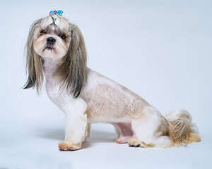 西施犬市场价格盘点，多少钱一只？