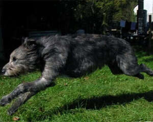 爱尔兰猎狼犬的形态特征