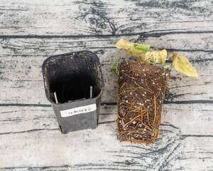 为什么铁线莲不开花