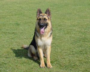 如何降低德牧的攻击性