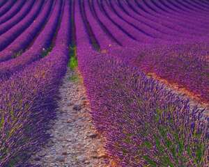 薰衣草施肥方法，用什么肥好