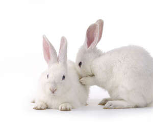 养兔兔的8点须知