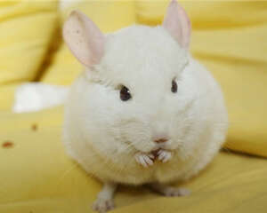 粉白龙猫的喂食要点