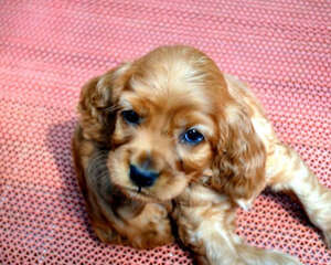 如何制止可卡犬扒门