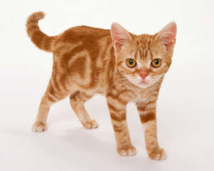 和猫咪互动时怎么防止被抓